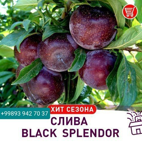 Mevali ko'chatlar oliy navli