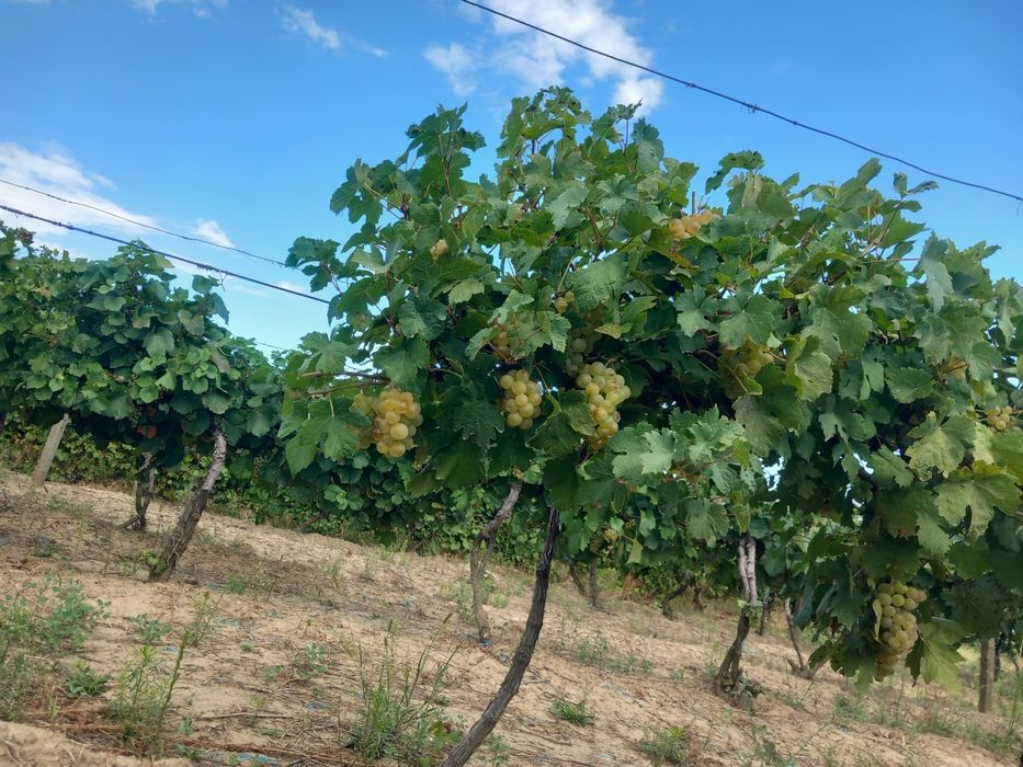 Vând struguri de vin