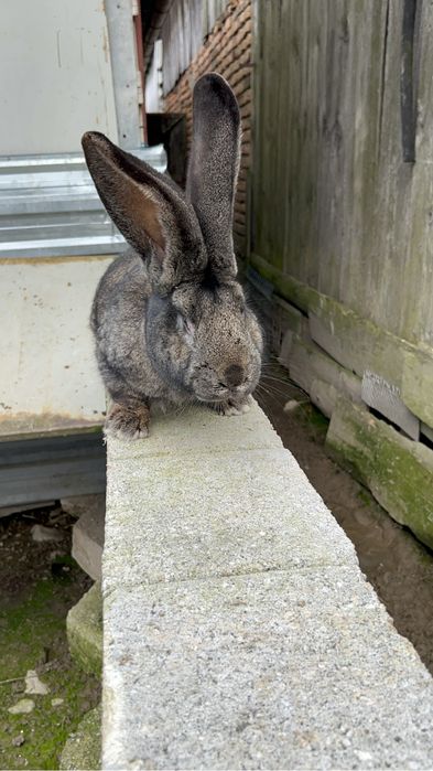 Vand masculi si cemele urias german gri si gri fier