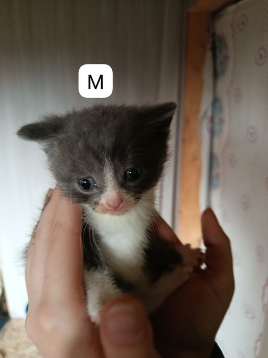 Отдадим бесплатно