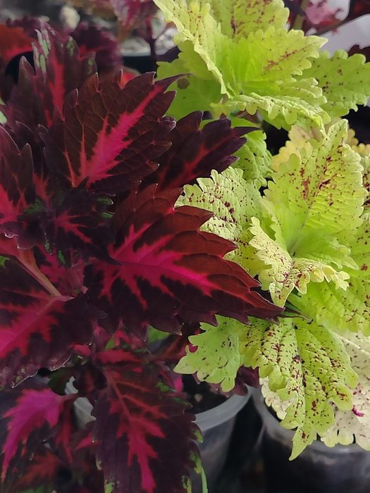 Продам срезы колеусов, традесканции.