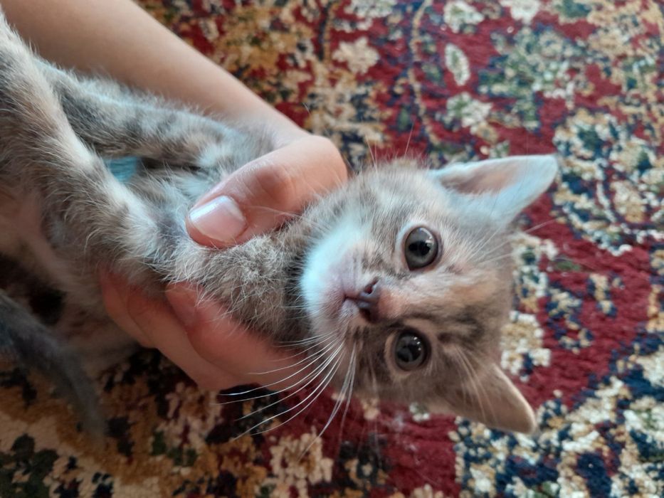 Котёнок 3шт