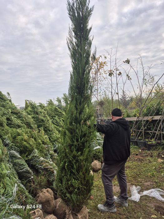 Prunus  laur englezesc  pothinia