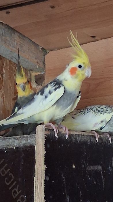 Vând sau schimb perusi