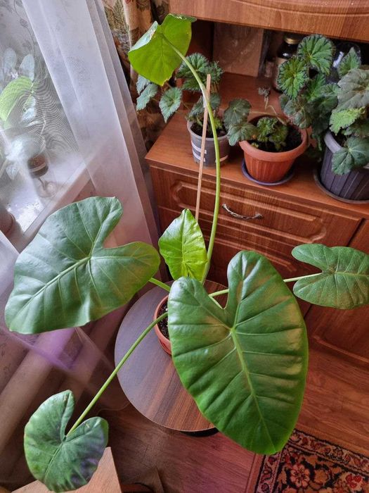 Продам Алоказии Калидора