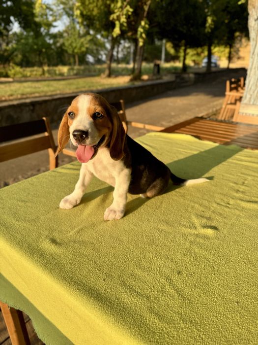 Pui Beagle cu pedigree disponibil