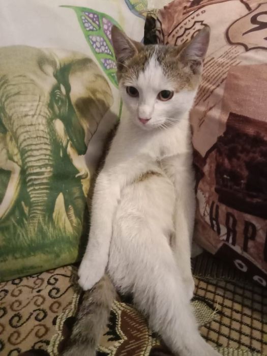 Котёнок даром. Срочно.  Муратбаева гоголя