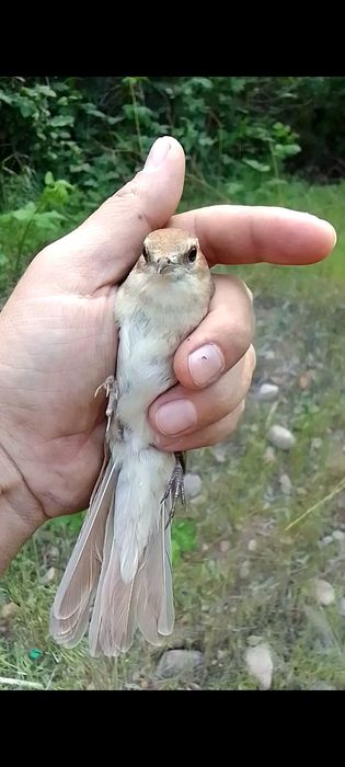 Булбул солавей хофиз булбулли сотилади доставка тошкент буйича