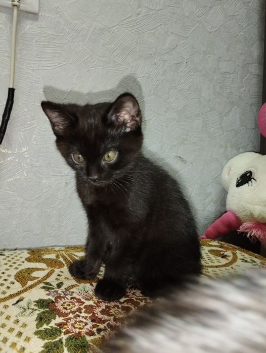 Симпатичные котята