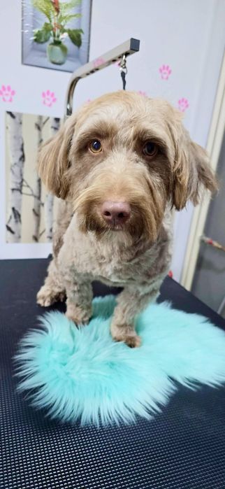 Coafura canina lilly