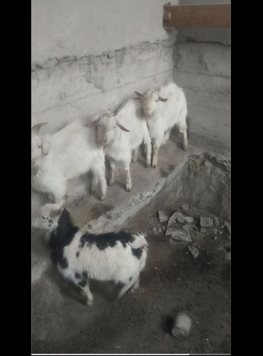 Echkilar sotiladi