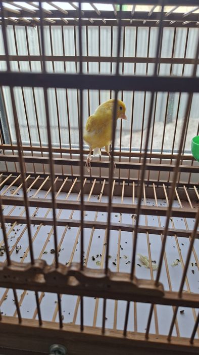 Продаю кенара, самец 11 месяцев