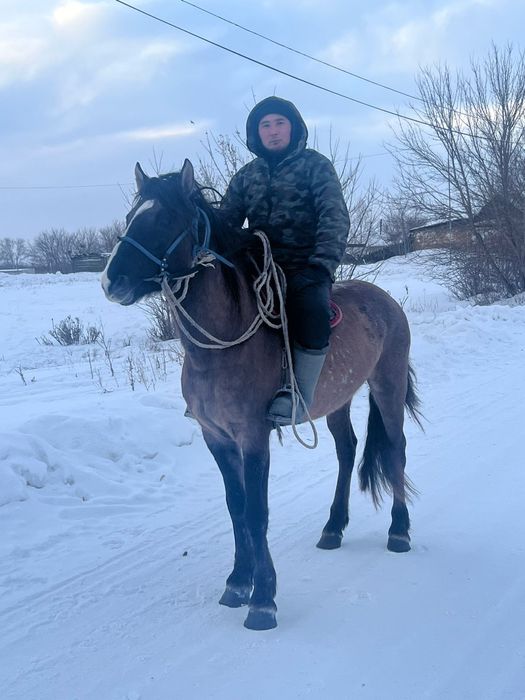 Продам жеребца 8 лет