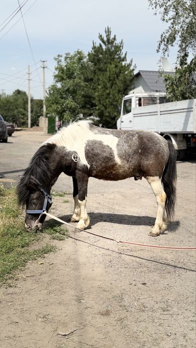 Пони Шотландец жеребец