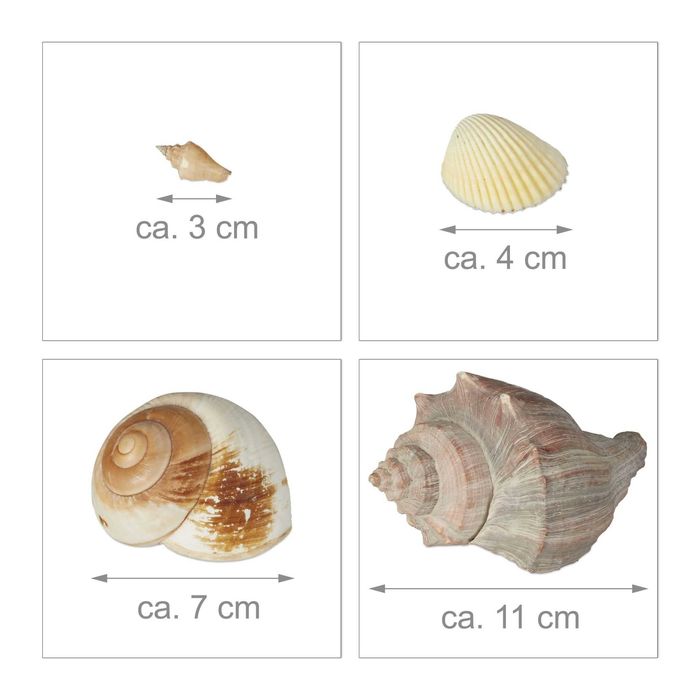 Set de Scoici si Melci de Mare pentru Decorare Artizanat Naturale 1kg