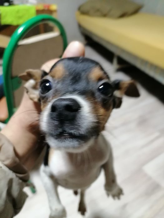 Джек Рассел терьер