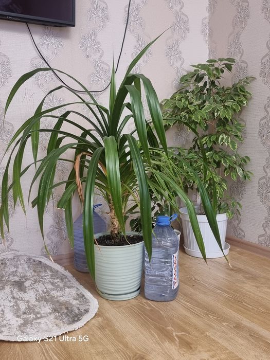Комнатные растения,