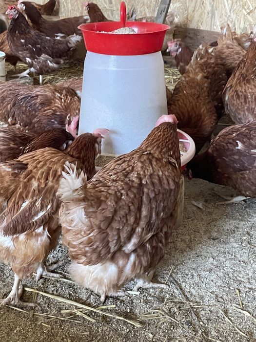 Găini rosii ouatoare Isa Brown, Valea Oilor-Podisu!