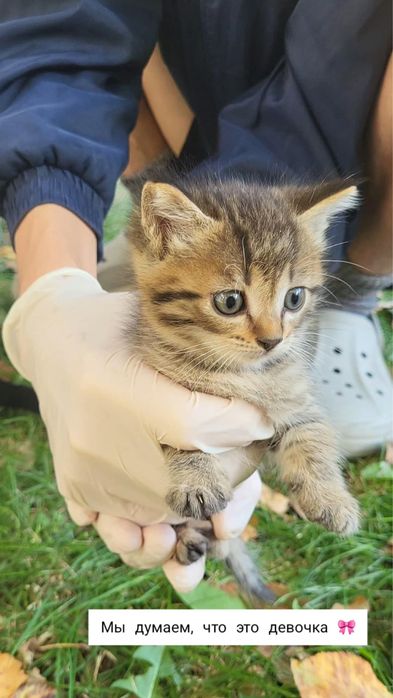 Котенок в добрые руки