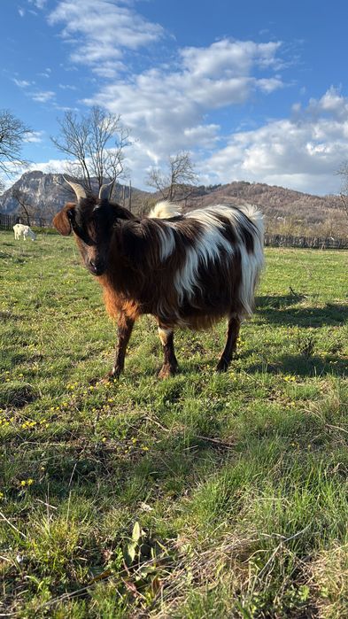Capre de vanzare, SE VAND SI SEPARAT!