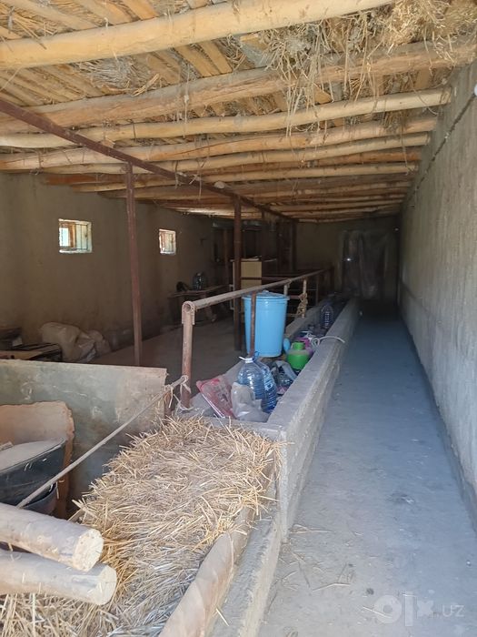 Dacha sotiladi  plem savhozdan utganda hama sharoeiti bor