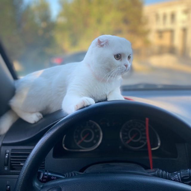 пишакча сотилади