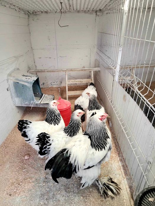 Brahme  ,ouă pentru incubat