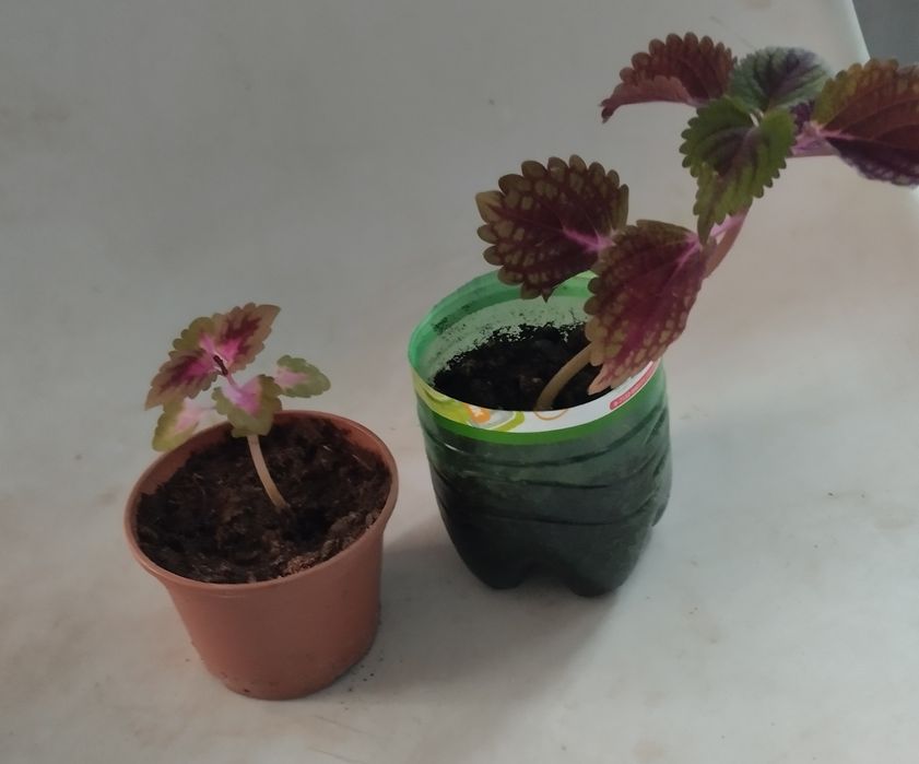 Продам комнатные цветы