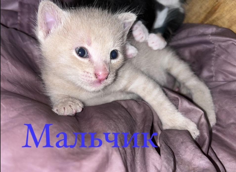 Котёнки  1 мальчик 2 девочки