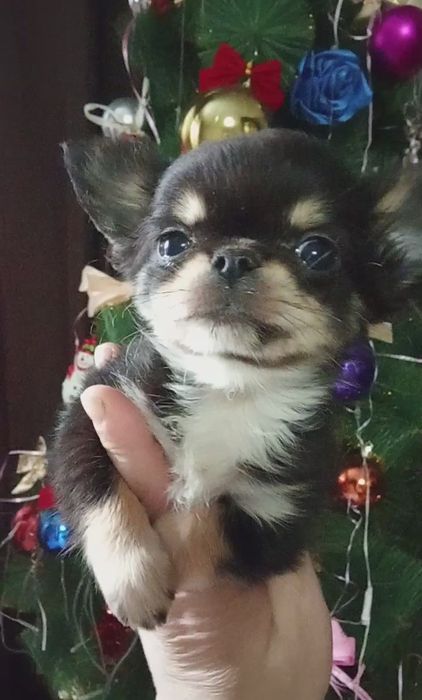 Счастье на ладошке