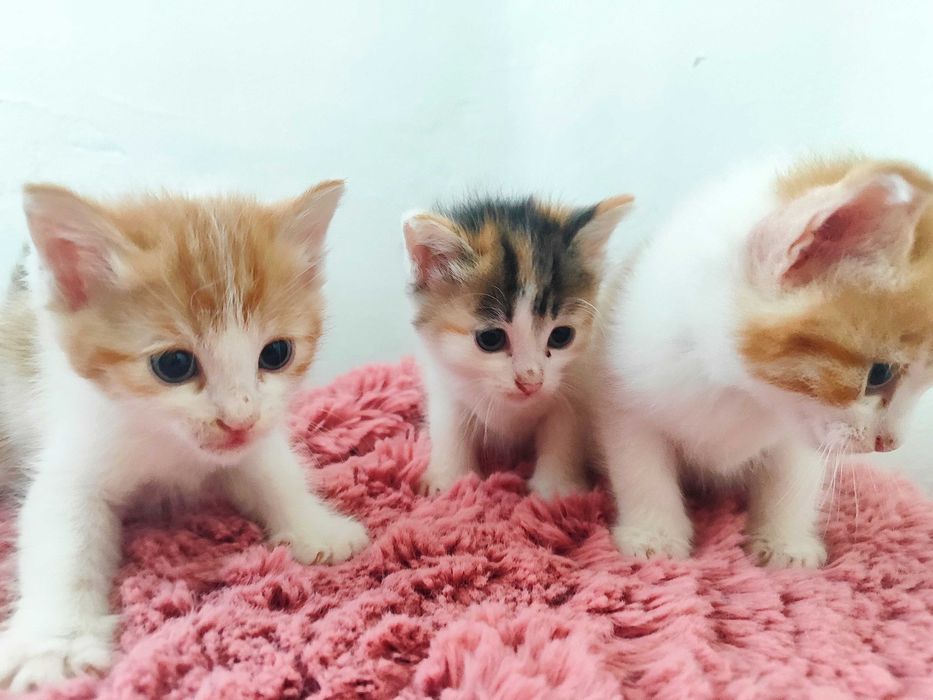 Отдам котят в добрые руки.