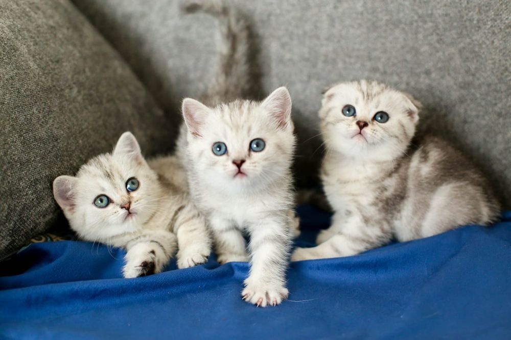 Котята.ОчароВатеЛьные -ШотландСкие