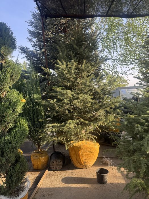 Голубые Ели, Туи Смарагд