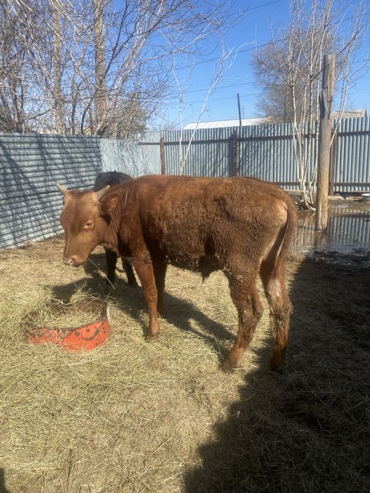 Продаю быков количестве 4шт