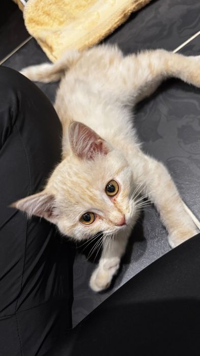 Подарю котенка в добрые руки