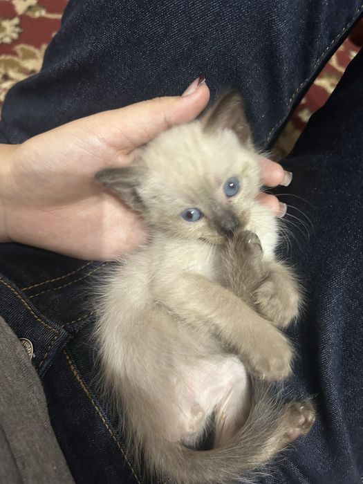 котята, отдам в добрые руки