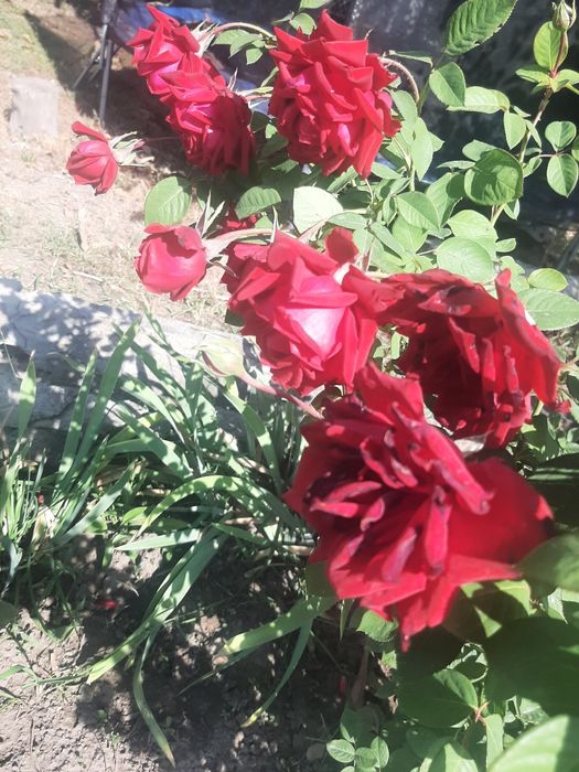 Продам розы 5 лет , хосты
