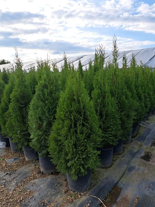 Tuia smarald la ghiveci