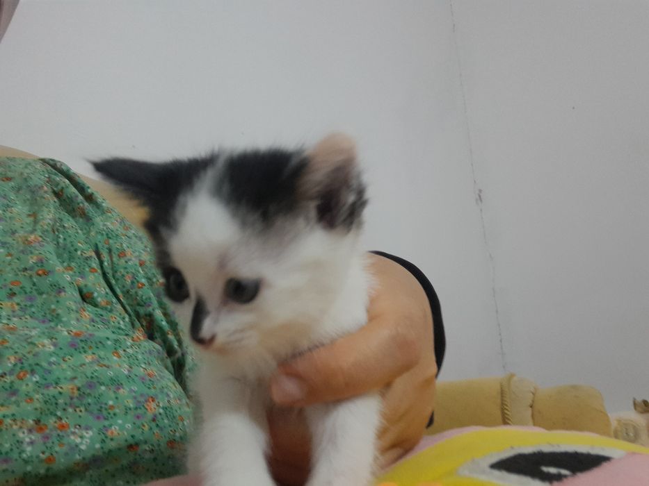 Мысықтар /Котята