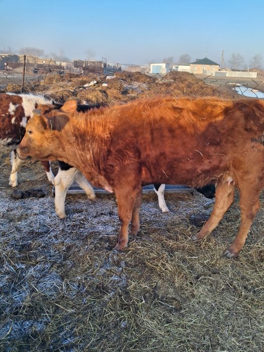 Продам КРС прдсосные коровы с  телятами