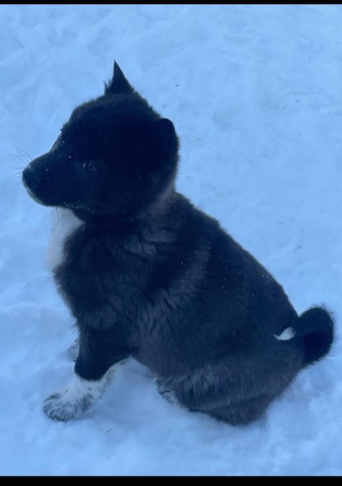 Щенки западно европейской лайки