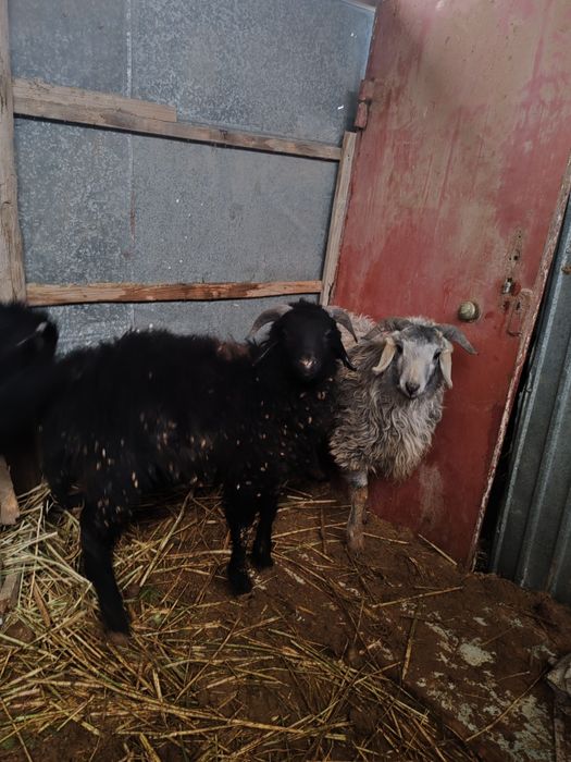 Мал мен айналысам