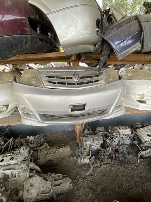 Ноускаты(мини-морды) Альфард