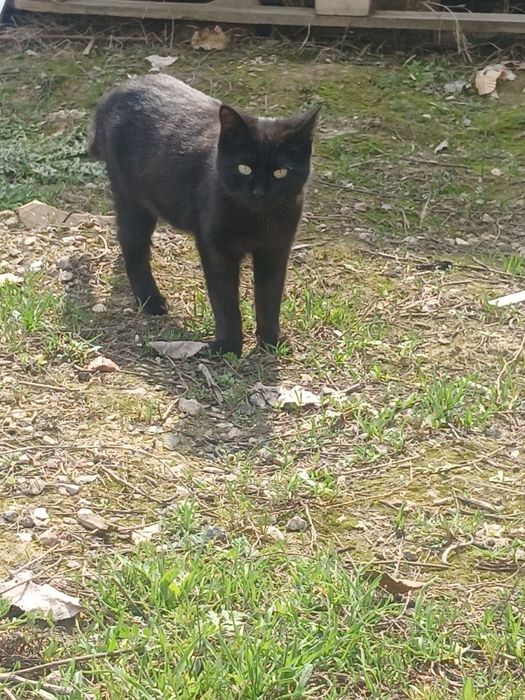 Котик чёрный продам