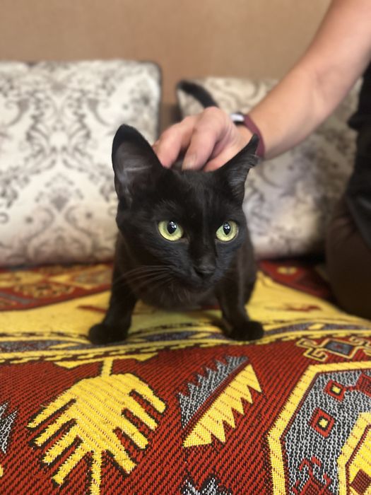Отдам котят в хорошие руки