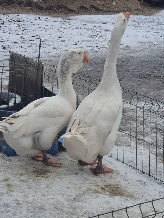 Gaste holmogor rasă pură