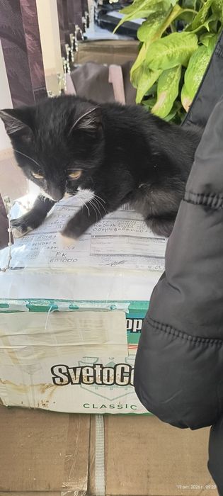 Отдам котенка, мальчик