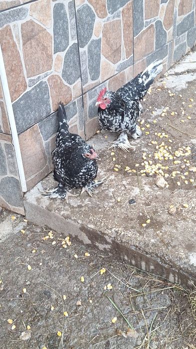 Pereche mii de flori