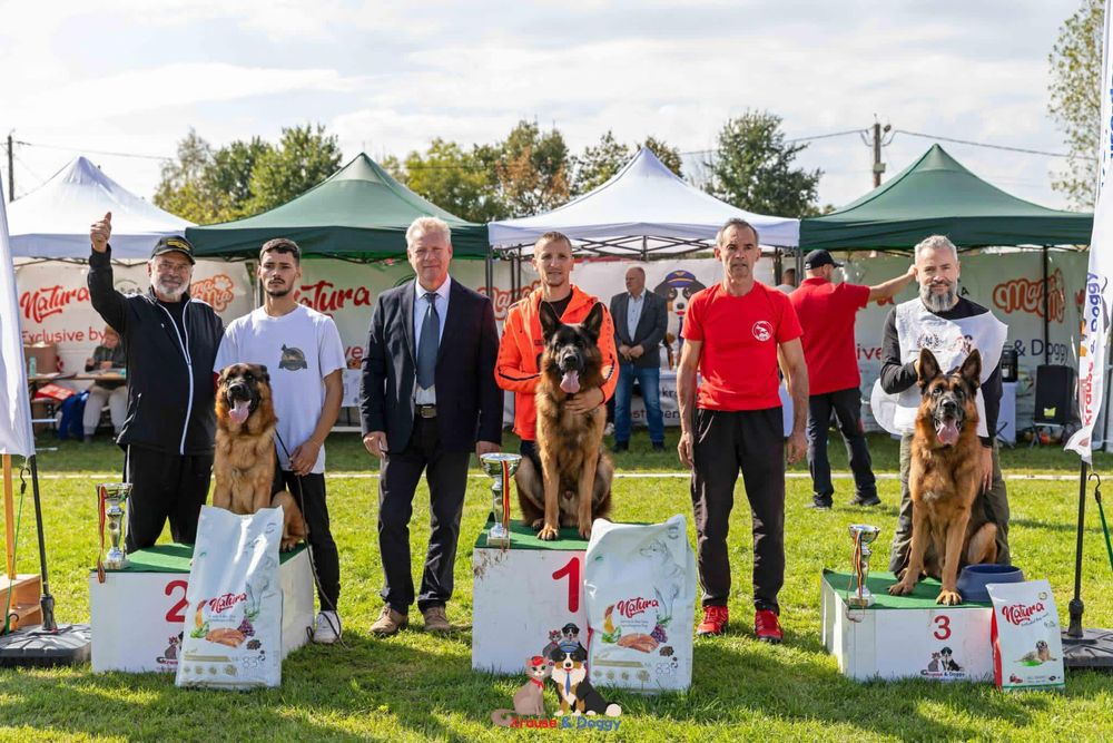 Mascul ciobanesc german