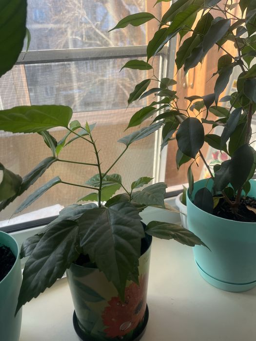 Продам Спатифиллум (женское счастье)